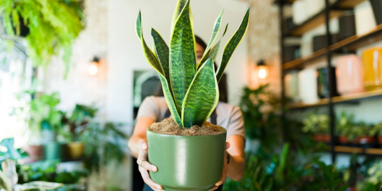 Plants in Focus – Sansevieria trifasciata