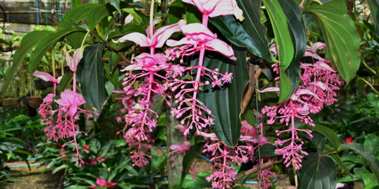 Medinilla magnifica plants