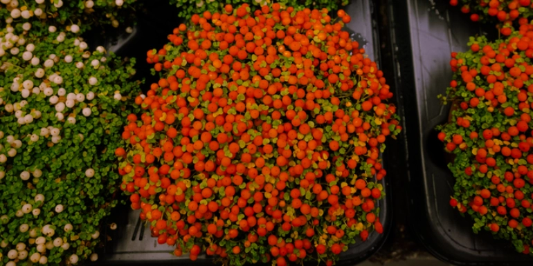 Plants in Focus – Nertera granadensis