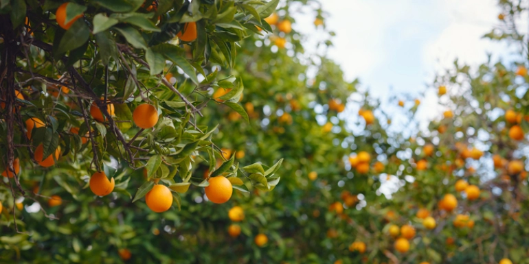 Plant in Focus – Citrus species