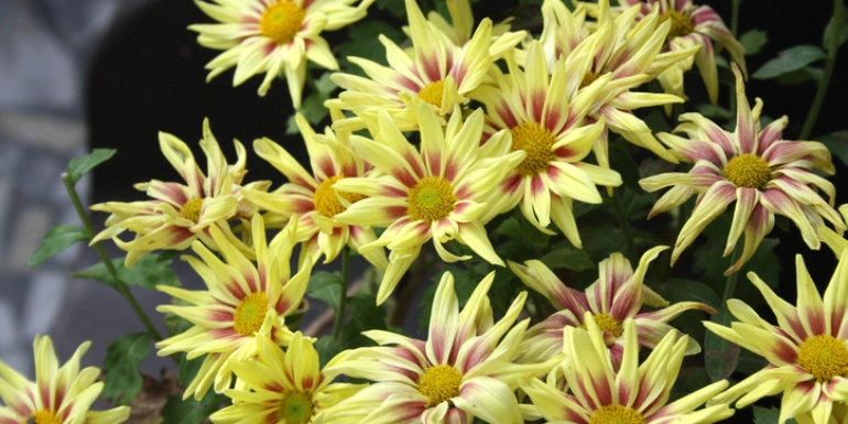 Plant in Focus – Chrysanthemum indicum