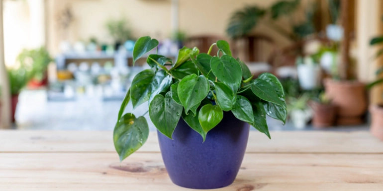 Plant in Focus – Philodendron scandens