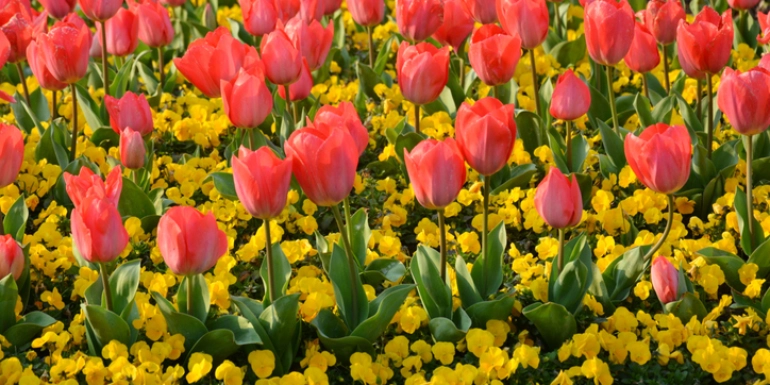 Plants in Focus – Tulipa gesneriana