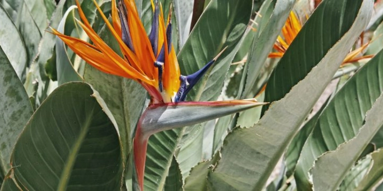Strelitzia reginae Plant