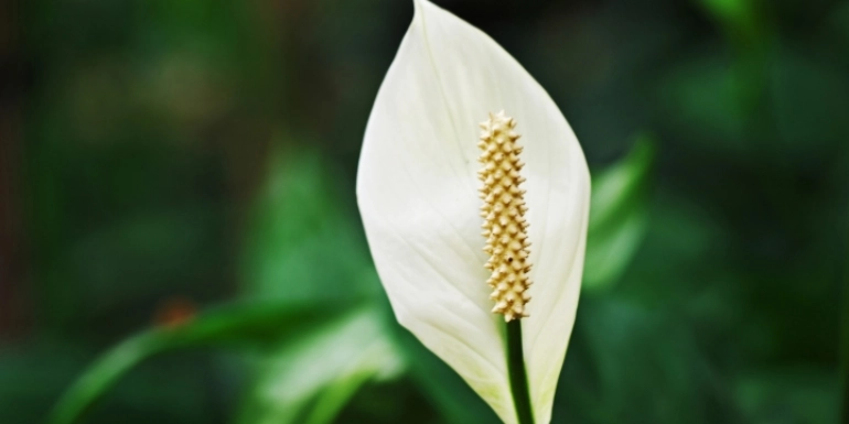Plant in Focus – Spathiphyllum sp.