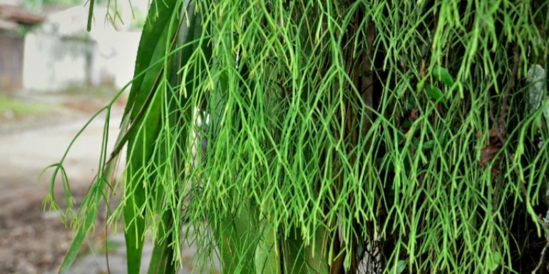 Rhipsalis baccifera