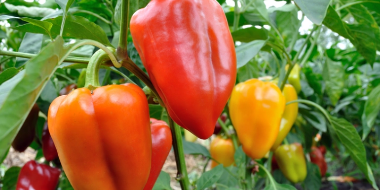 Capsicum annuum
