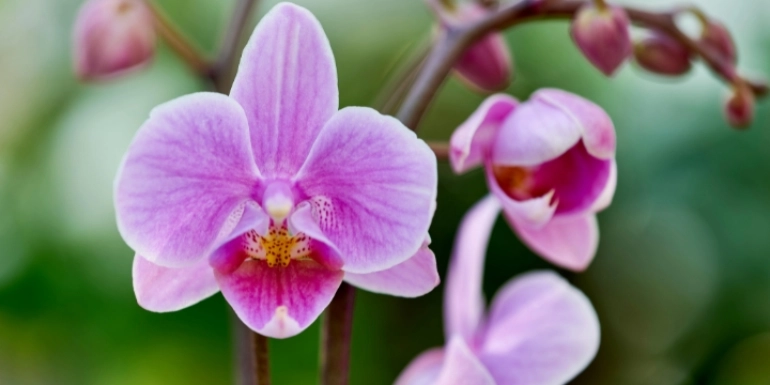 Phalaenopsis sp.