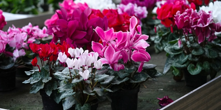 Cyclamen persicum plants