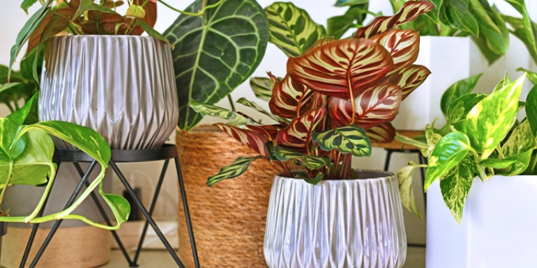 Calathea makoyana in multiple pots
