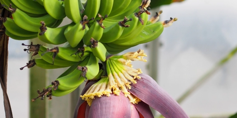 Musa cavendishii Plant