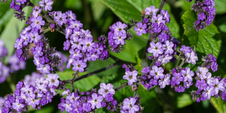 Plants in Focus – Heliotropium arborescens