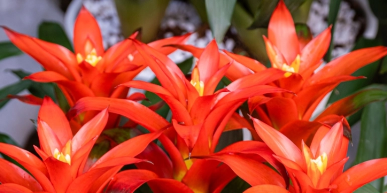 Guzmania 'Hope'