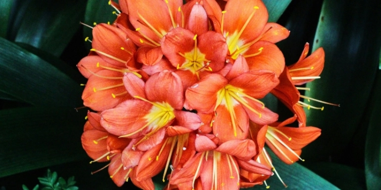 Clivia miniata