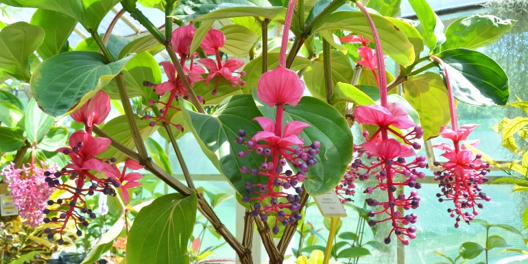 Medinilla magnifica plants