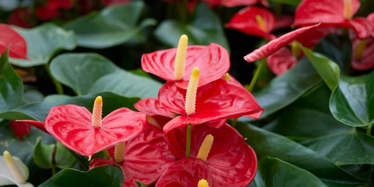 Plants in Focus – Anthurium andreanum