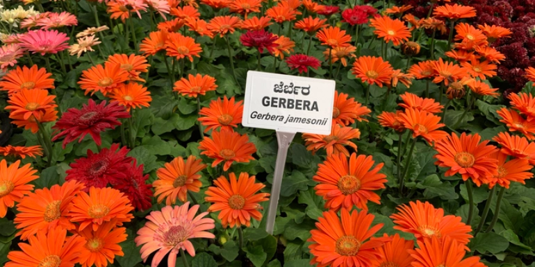 Plants in Focus – Gerbera jamesonii