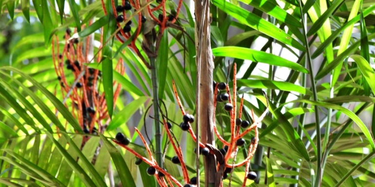 Chamaedorea seifritzii plants