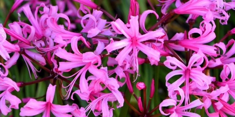 Nerine bowdenii