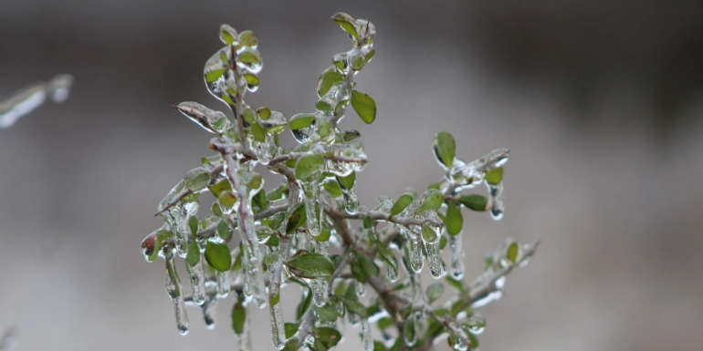 Water that froze on a plant in UK winter