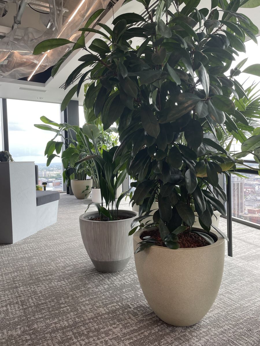 pot plants on the floor of an office building
