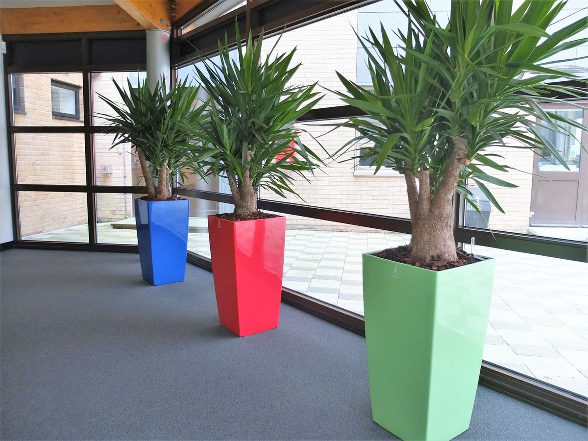 large indoor plants by glass wall