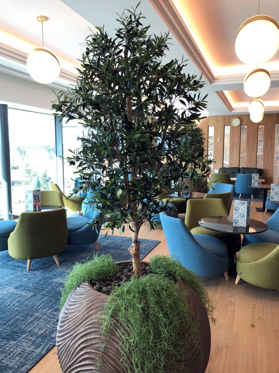 large plant displayed in a sitting area