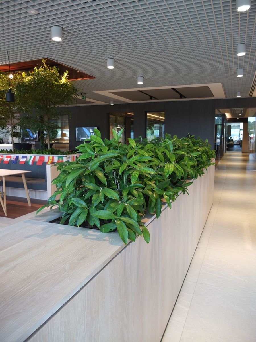 indoors plants surrounding open area