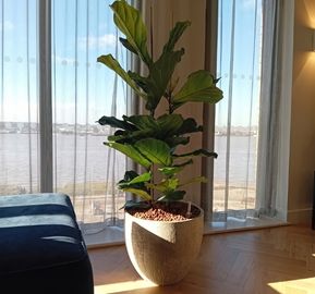 A single, tall Fiddle-leaf fig plant in a large textured stone pot placed on light wood flooring near sheer curtains overlooking a water view.