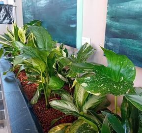 A close-up view of a long, dark stone planter box filled with clay pebbles and various lush tropical indoor plants under large green abstract wall art.