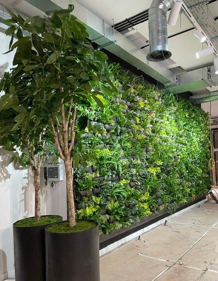 Green Wall and pot plant in a commercial space