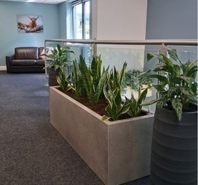 Angled view of a stone rectangular planter box with snake plants next to a tall ribbed dark planter on a carpeted hallway floor.