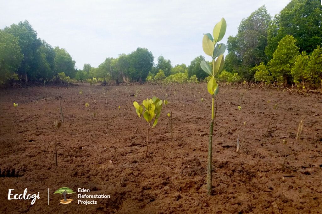 Reforesting Madagascar - planting