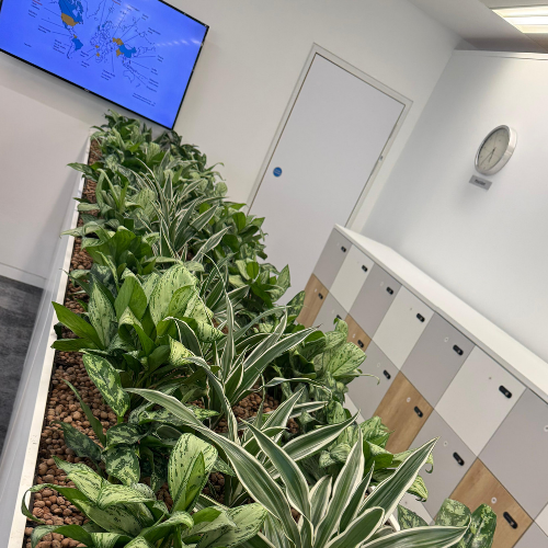 Plants next to monitor