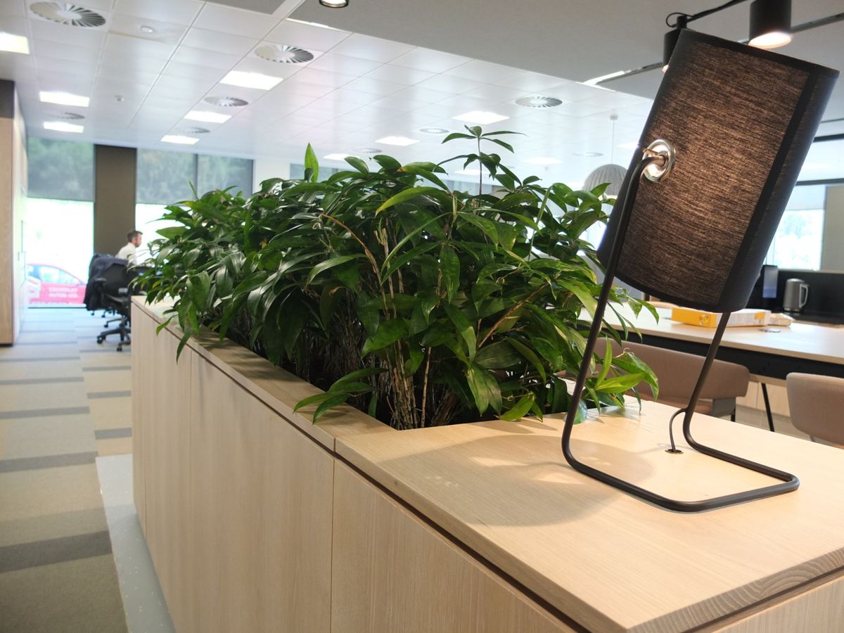 close up of indoor plants