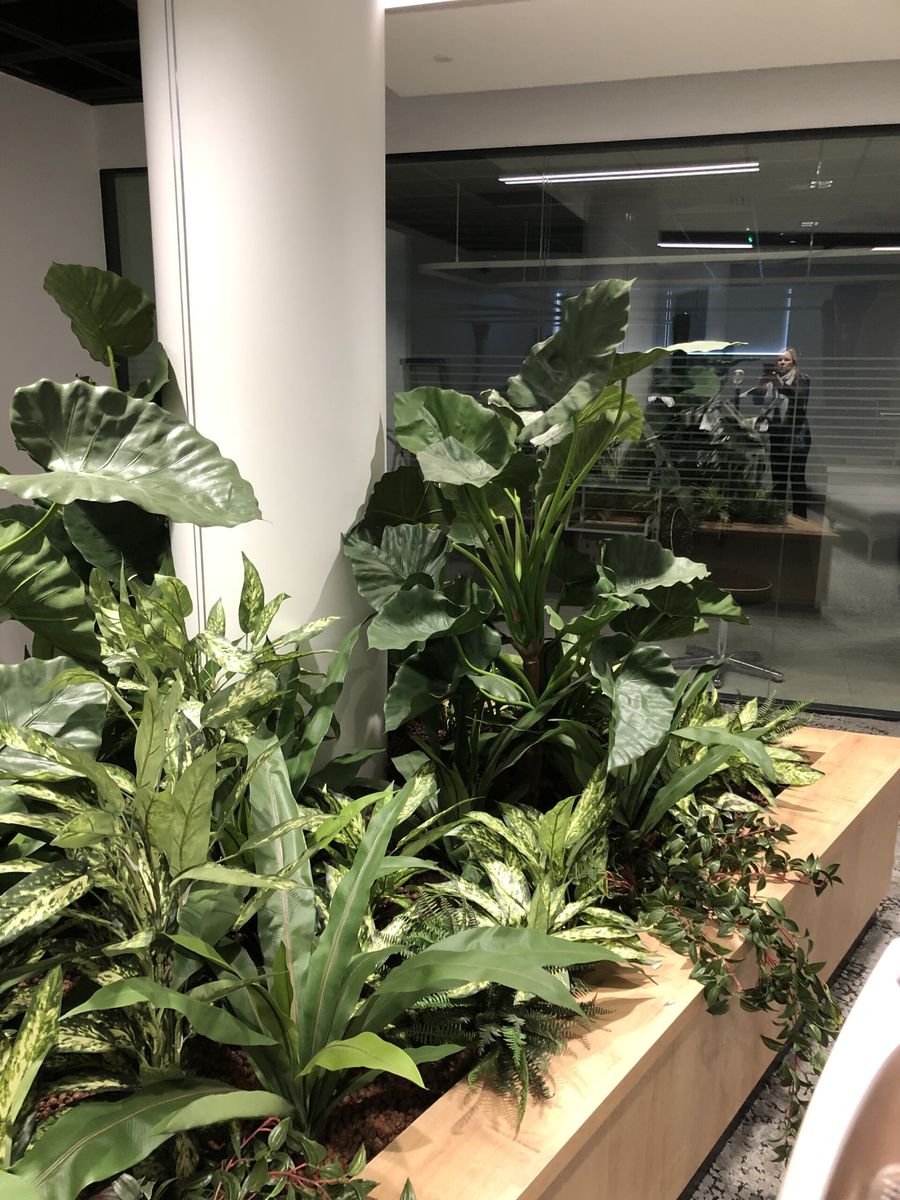 plant bedding in an office space