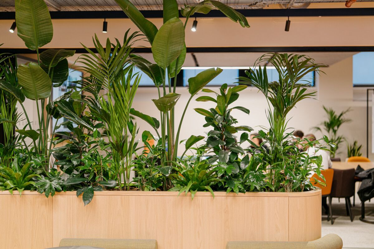 interior plants in an office