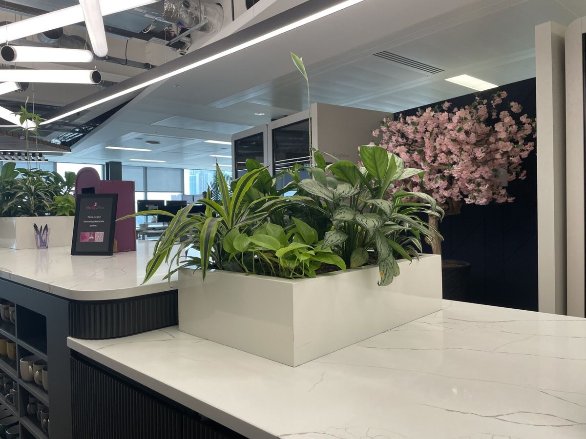 Desk plants in an office