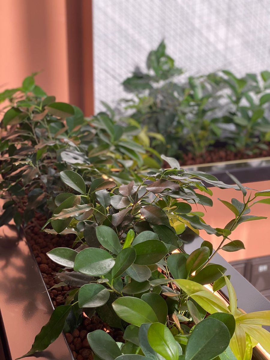 indoor plants around the room