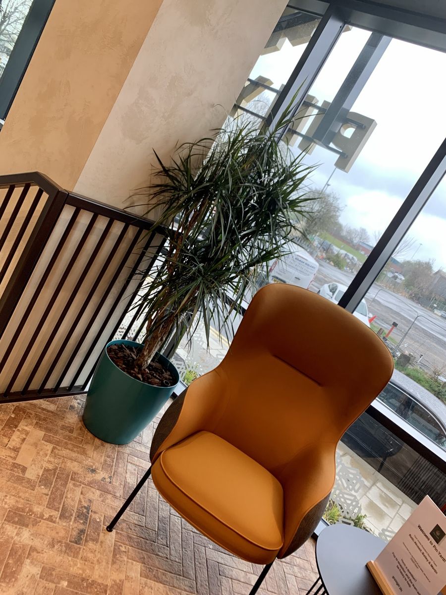 indoor plant displayed in the corner of the room
