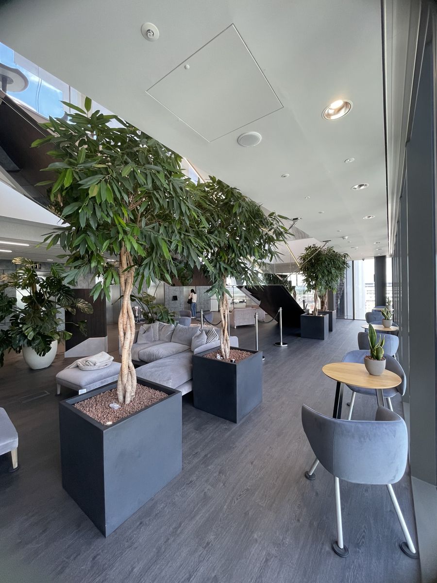 trees indoors in an office in a pot