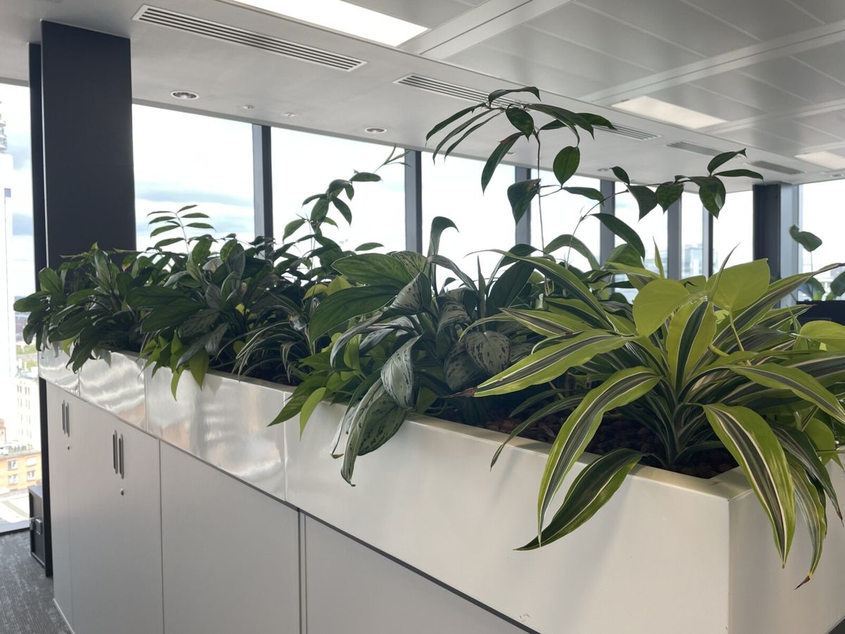 plants sitting on a cabinet in the middle of an office