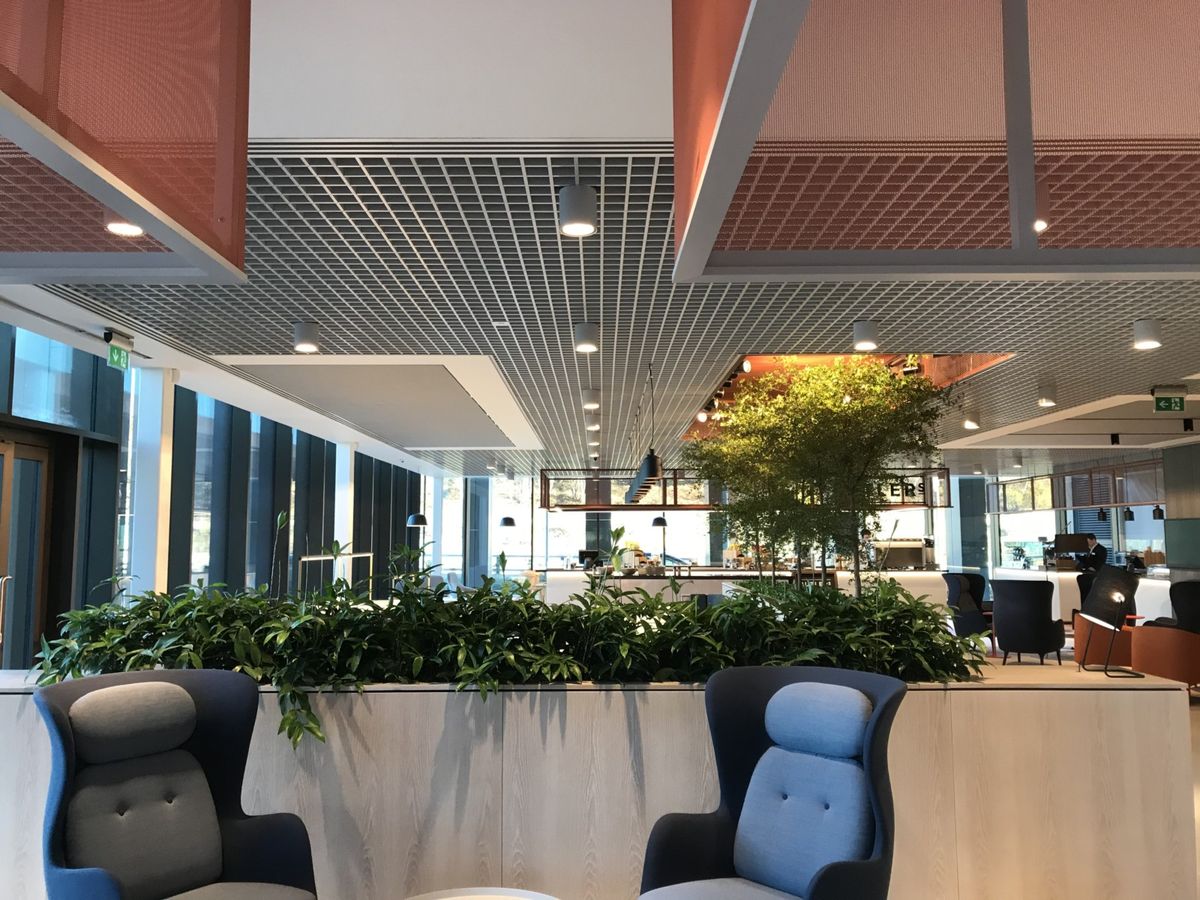 indoor plants displayed behind chairs
