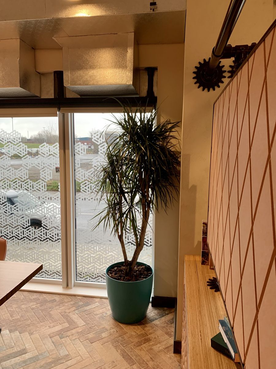 indoor plant in the corner of the room
