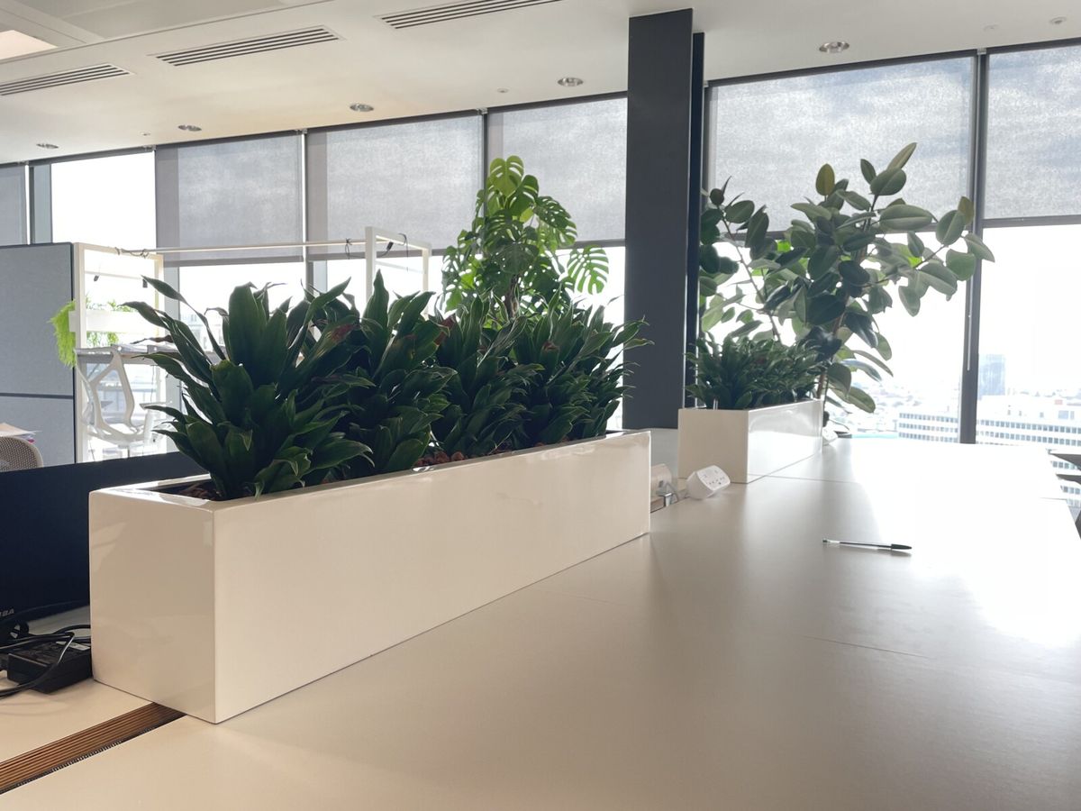 plants sitting on a table in an office space
