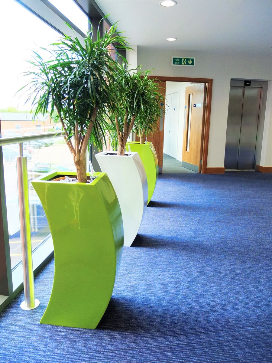 indoor plants in green and white large pots