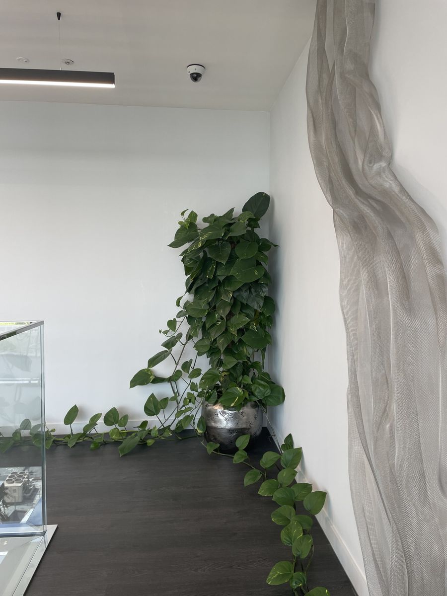 plants in the corner of a room