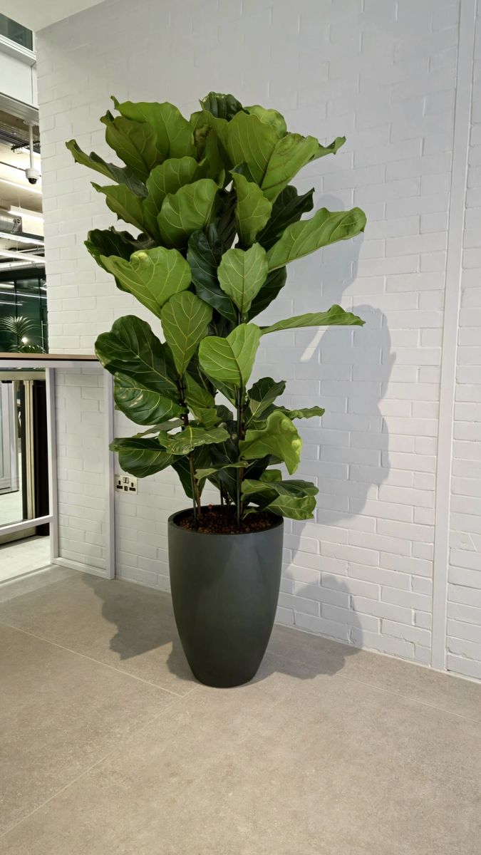 pot plant next to a wall