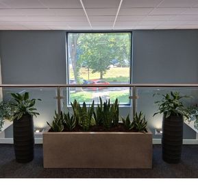 entered view of indoor plant arrangement with snake plants in a stone planter flanked by two tall dark pots in front of a large window.