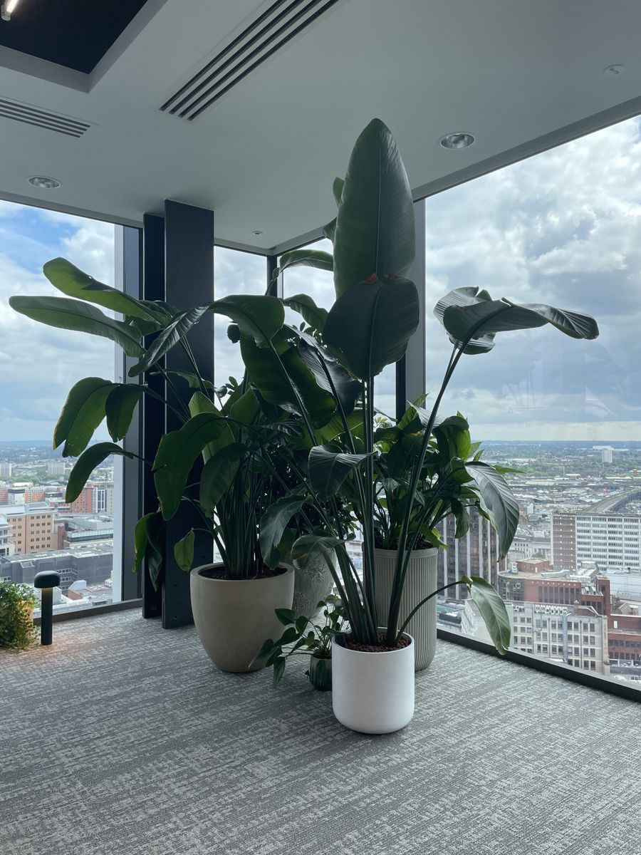 pot plants in an office